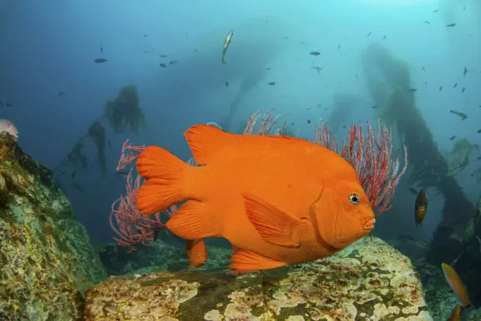 Framed Print : Garibaldi (Hypsypops rubicundus) in forest of giant kelp Framed Print : Garibaldi (Hypsypops rubicundus) in forest of giant kelp