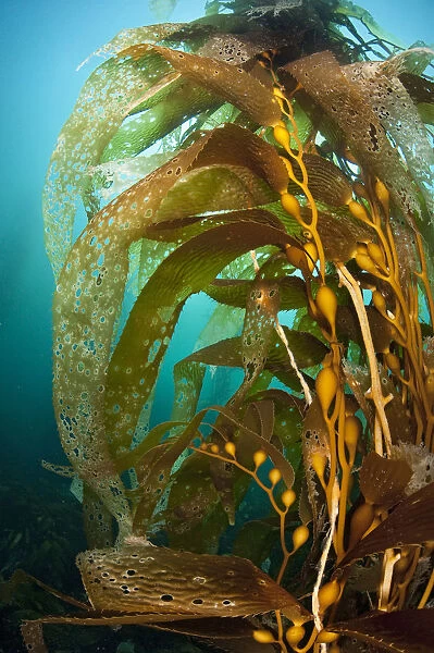 Gas bladders of a giant kelp plant (Macrocystis pyrifera). Fortescue Bay, Tasmania, Australia