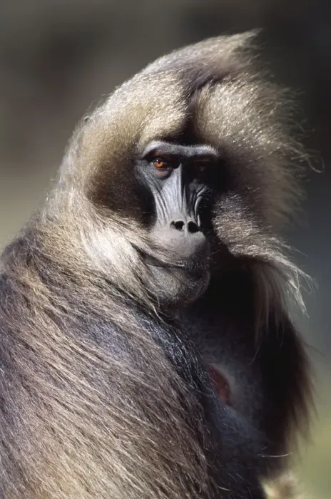 Framed Print : Gelada baboon mature male portrait with wind blown hair (Theropithecus gelada) Simien Mountains NP Framed Print : Gelada baboon mature male portrait with wind blown hair (Theropithecus gelada) Simien Mountains NP