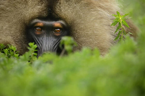 Gelada Baboon (Theropithecus gelada) male lying in a forest glade at around 3