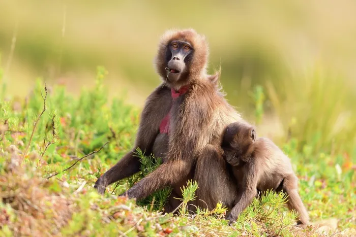 Framed Print : Gelada baboon (Theropithecus gelada) female and infant feeding on vegetation in montane grassland, Guassa Community Conservation Area, Ethiopia Framed Print : Gelada baboon (Theropithecus gelada) female and infant feeding on vegetation in montane grassland, Guassa Community Conservation Area, Ethiopia