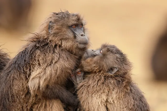 Framed Print : Two Gelada baboon (Theropithecus gelada) females huddling together in the rain, Simien Mountains National Park, Ethiopia Framed Print : Two Gelada baboon (Theropithecus gelada) females huddling together in the rain, Simien Mountains National Park, Ethiopia