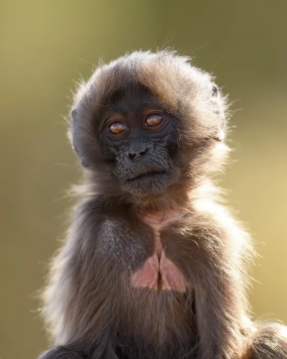 Framed Print : Gelada baboon (Theropithecus gelada) infant, portrait, Simien Mountains National Park, Ethiopia Framed Print : Gelada baboon (Theropithecus gelada) infant, portrait, Simien Mountains National Park, Ethiopia