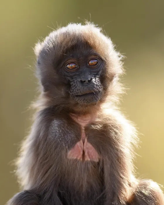 Framed Print : Gelada baboon (Theropithecus gelada) infant, portrait, Simien Mountains National Park, Ethiopia Framed Print : Gelada baboon (Theropithecus gelada) infant, portrait, Simien Mountains National Park, Ethiopia