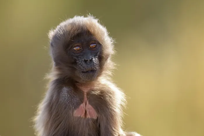 Framed Print : Gelada baboon (Theropithecus gelada) infant, portrait, Simien Mountains National Park, Ethiopia