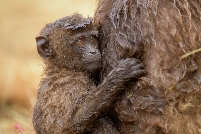 Framed Print : Gelada baboon (Theropithecus gelada) infant, clinging on to its mother in the rain, Simien Mountains National Park, Ethiopia