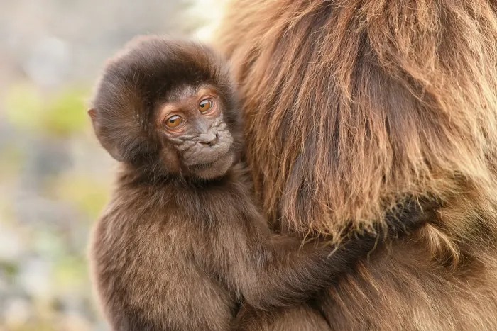 Framed Print : Gelada baboon (Theropithecus gelada) infant clinging on to its mother, Guassa Community Conservation Area, Ethiopia Framed Print : Gelada baboon (Theropithecus gelada) infant clinging on to its mother, Guassa Community Conservation Area, Ethiopia