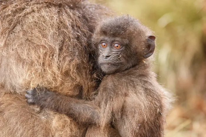 Framed Print : Gelada baboon (Theropithecus gelada) infant clinging on to its mother in the rain, Simien Mountains National Park, Ethiopia