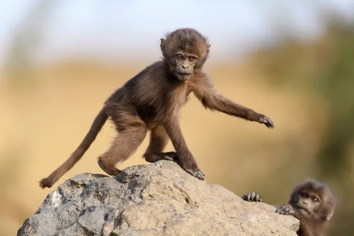 Framed Print : Two Gelada baboon (Theropithecus gelada) infants playing on a rock, Simien Mountains, Ethiopia Framed Print : Two Gelada baboon (Theropithecus gelada) infants playing on a rock, Simien Mountains, Ethiopia