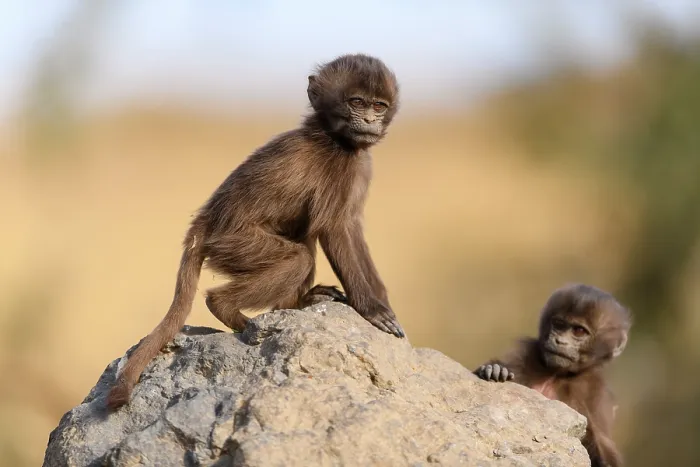 Framed Print : Two Gelada baboon (Theropithecus gelada) infants playing on a rock, Simien Mountains, Ethiopia Framed Print : Two Gelada baboon (Theropithecus gelada) infants playing on a rock, Simien Mountains, Ethiopia