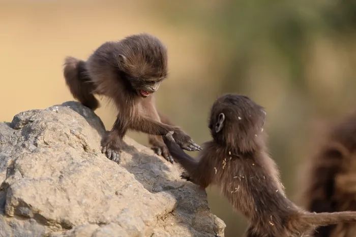 Framed Print : Two Gelada baboon (Theropithecus gelada) infants playing on a rock, Simien Mountains, Ethiopia Framed Print : Two Gelada baboon (Theropithecus gelada) infants playing on a rock, Simien Mountains, Ethiopia