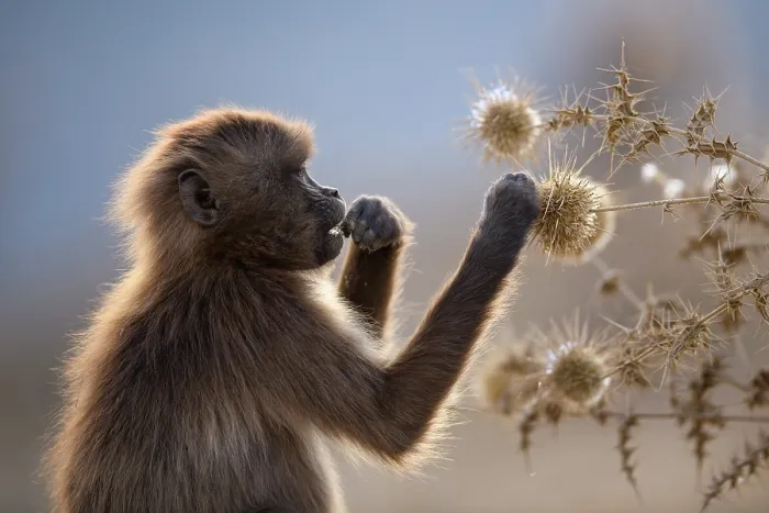 Framed Print : Gelada baboon (Theropithecus gelada) juvenile, feeding on seed heads, Simien Mountains National Park, Ethiopia Framed Print : Gelada baboon (Theropithecus gelada) juvenile, feeding on seed heads, Simien Mountains National Park, Ethiopia