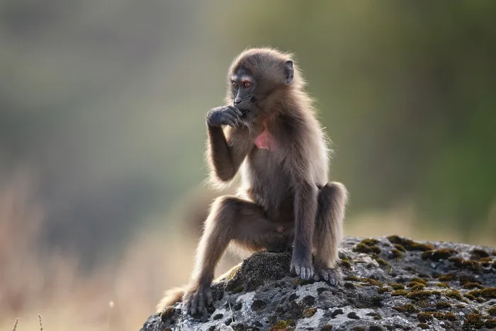 Framed Print : Gelada baboon (Theropithecus gelada) juvenile playing on a rock, Simien Mountains National Park, Ethiopia Framed Print : Gelada baboon (Theropithecus gelada) juvenile playing on a rock, Simien Mountains National Park, Ethiopia