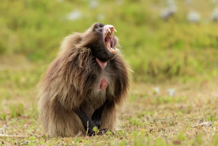 Framed Print : Gelada baboon (Theropithecus gelada) male, yawning, Guassa Community Conservation Area, Ethiopia Framed Print : Gelada baboon (Theropithecus gelada) male, yawning, Guassa Community Conservation Area, Ethiopia