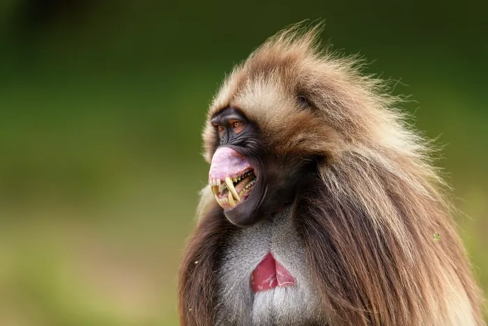 Framed Print : Gelada baboon (Theropithecus gelada) male, baring its teeth in subordinate gesture to a dominant male, Guassa Community Conservation Area, Ethiopia Framed Print : Gelada baboon (Theropithecus gelada) male, baring its teeth in subordinate gesture to a dominant male, Guassa Community Conservation Area, Ethiopia
