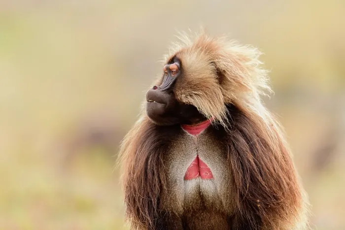 Framed Print : Gelada baboon (Theropithecus gelada) male, raising eyebrows in threat display, Guassa Community Conservation Area, Ethiopia Framed Print : Gelada baboon (Theropithecus gelada) male, raising eyebrows in threat display, Guassa Community Conservation Area, Ethiopia