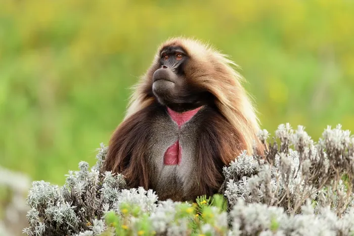 Framed Print : Gelada baboon (Theropithecus gelada) male, sitting in mountain grassland, Guassa Community Conservation Area, Ethiopia Framed Print : Gelada baboon (Theropithecus gelada) male, sitting in mountain grassland, Guassa Community Conservation Area, Ethiopia