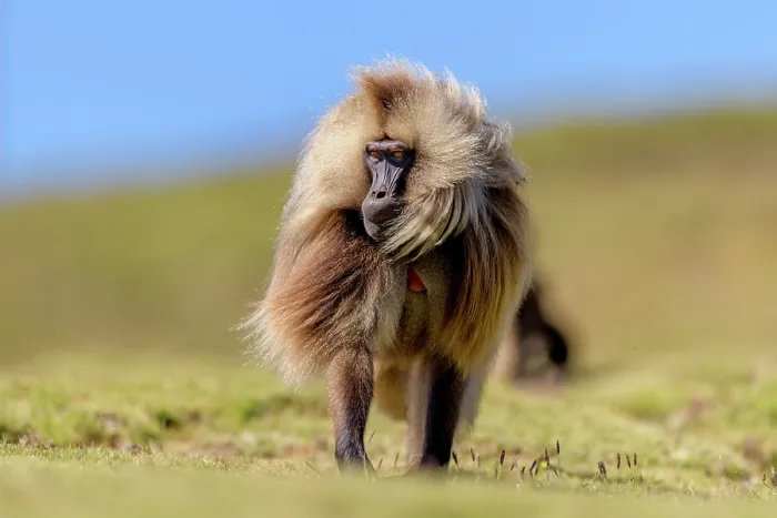 Framed Print : Gelada baboon (Theropithecus gelada) male, walking across the mountain plateau, Simien Mountains, Ethiopia Framed Print : Gelada baboon (Theropithecus gelada) male, walking across the mountain plateau, Simien Mountains, Ethiopia