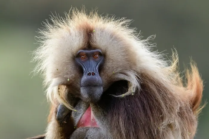 Framed Print : Gelada baboon (Theropithecus gelada) male, portrait, Simien Mountains, Ethiopia Framed Print : Gelada baboon (Theropithecus gelada) male, portrait, Simien Mountains, Ethiopia