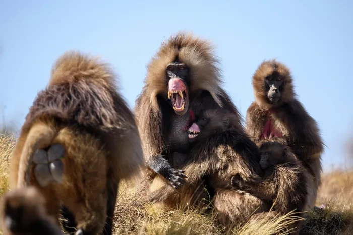 Framed Print : Gelada baboon (Theropithecus gelada) male, baring its teeth in subordinate gesture to approaching dominant male, Simien Mountains National Park, Ethiopia Framed Print : Gelada baboon (Theropithecus gelada) male, baring its teeth in subordinate gesture to approaching dominant male, Simien Mountains National Park, Ethiopia