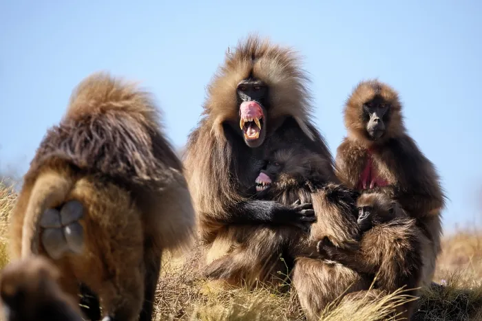 Framed Print : Gelada baboon (Theropithecus gelada) male, baring its teeth in subordinate gesture to approaching dominant male, Simien Mountains National Park, Ethiopia Framed Print : Gelada baboon (Theropithecus gelada) male, baring its teeth in subordinate gesture to approaching dominant male, Simien Mountains National Park, Ethiopia