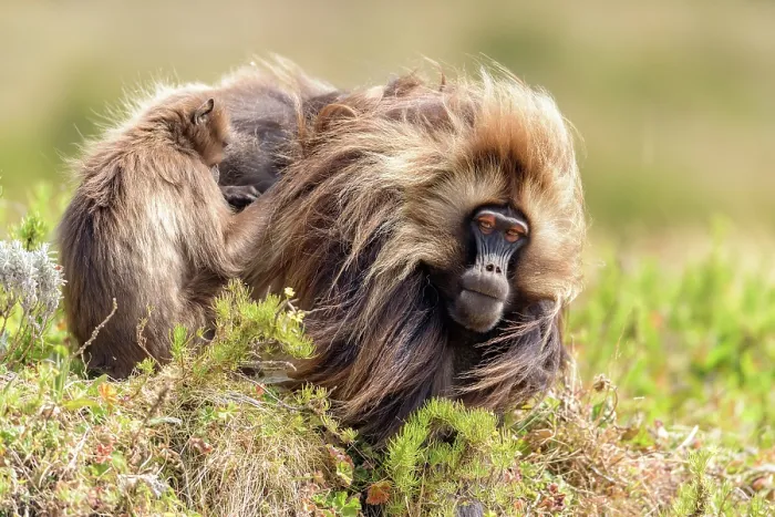 Framed Print : Gelada baboon (Theropithecus gelada) male being groomed, Guassa Community Conservation Area, Ethiopia Framed Print : Gelada baboon (Theropithecus gelada) male being groomed, Guassa Community Conservation Area, Ethiopia
