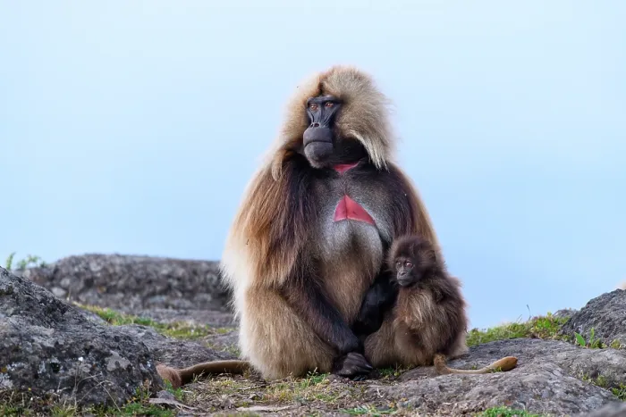 Framed Print : Gelada baboon (Theropithecus gelada) male with infant sitting on cliff top, Simien Mountains, Ethiopia Framed Print : Gelada baboon (Theropithecus gelada) male with infant sitting on cliff top, Simien Mountains, Ethiopia