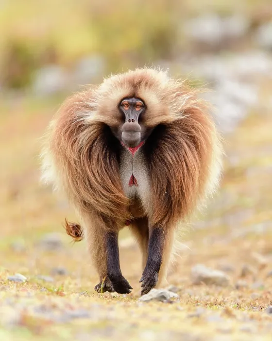 Framed Print : Gelada baboon (Theropithecus gelada) male running across grassland, Guassa Community Conservation Area, Ethiopia Framed Print : Gelada baboon (Theropithecus gelada) male running across grassland, Guassa Community Conservation Area, Ethiopia