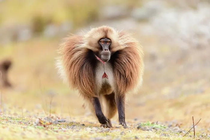 Framed Print : Gelada baboon (Theropithecus gelada) male running across grassland, Guassa Community Conservation Area, Ethiopia Framed Print : Gelada baboon (Theropithecus gelada) male running across grassland, Guassa Community Conservation Area, Ethiopia