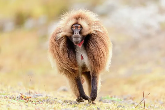 Framed Print : Gelada baboon (Theropithecus gelada) male running across grassland, Guassa Community Conservation Area, Ethiopia Framed Print : Gelada baboon (Theropithecus gelada) male running across grassland, Guassa Community Conservation Area, Ethiopia