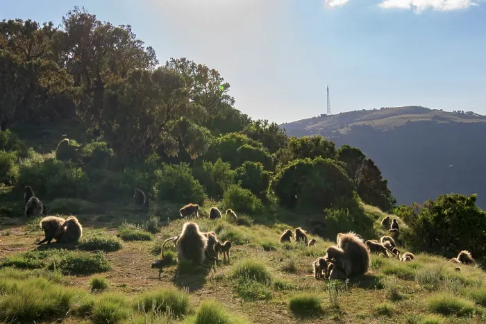Framed Print : Gelada baboon (Theropithecus gelada) troop allogrooming on mountain grassland, Simien Mountains, Ethiopia Framed Print : Gelada baboon (Theropithecus gelada) troop allogrooming on mountain grassland, Simien Mountains, Ethiopia
