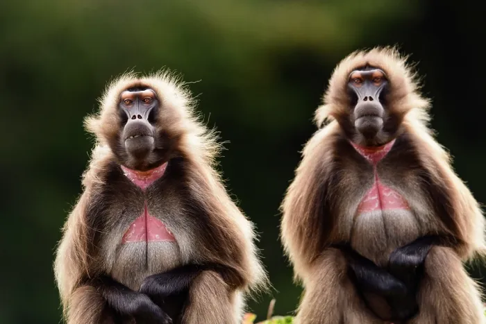Framed Print : Two Gelada baboons (Theropithecus gelada) male bachelors sitting in montane grassland raising their eyebrows in threat display Framed Print : Two Gelada baboons (Theropithecus gelada) male bachelors sitting in montane grassland raising their eyebrows in threat display