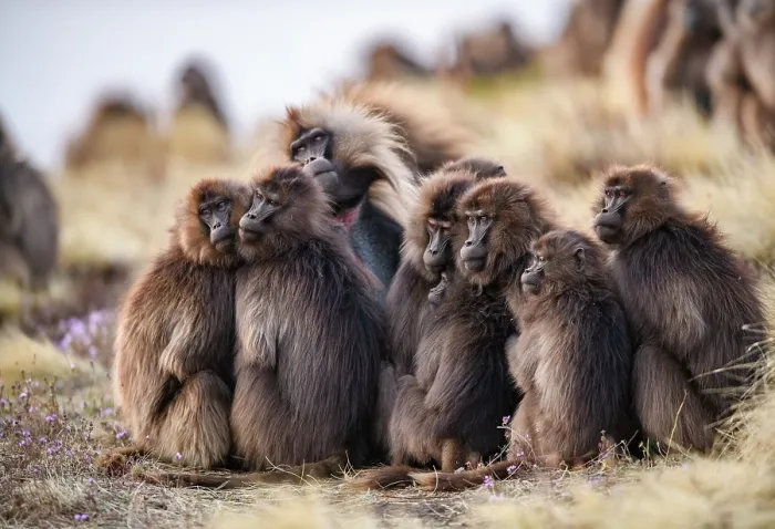 Framed Print : Gelada baboons (Theropithecus gelada) family group huddling together at dusk, Simien Mountains National Park, Ethiopia Framed Print : Gelada baboons (Theropithecus gelada) family group huddling together at dusk, Simien Mountains National Park, Ethiopia