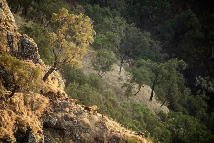 Framed Print : Gelada baboons (Theropithecus gelada) family group moving down the mountainside towards their sleeping cliffs at dusk, Simien Mountains National Park, Ethiopia Framed Print : Gelada baboons (Theropithecus gelada) family group moving down the mountainside towards their sleeping cliffs at dusk, Simien Mountains National Park, Ethiopia