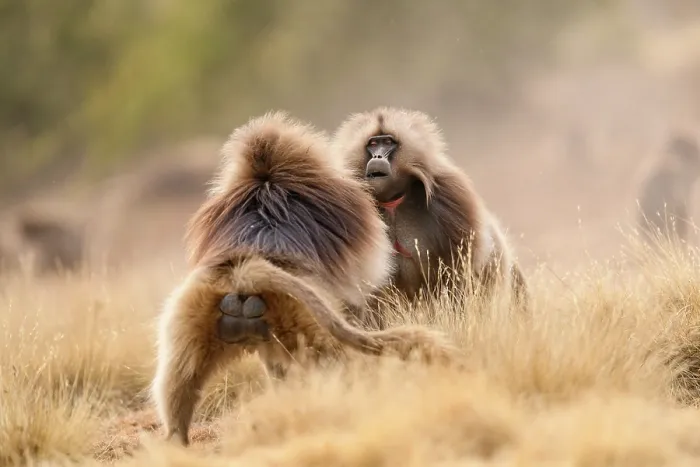 Framed Print : Two Gelada baboons (Theropithecus gelada) male facing off in a dispute, Simien Mountains National Park, Ethiopia Framed Print : Two Gelada baboons (Theropithecus gelada) male facing off in a dispute, Simien Mountains National Park, Ethiopia