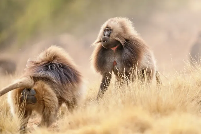 Framed Print : Two Gelada baboons (Theropithecus gelada) males facing off in a dispute, Simien Mountains National Park, Ethiopia Framed Print : Two Gelada baboons (Theropithecus gelada) males facing off in a dispute, Simien Mountains National Park, Ethiopia