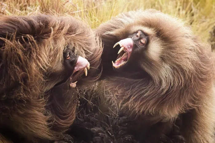 Framed Print : Two Gelada baboons (Theropithecus gelada) males fighting for mating rights, Guassa Community Conservation Area, Ethiopia Framed Print : Two Gelada baboons (Theropithecus gelada) males fighting for mating rights, Guassa Community Conservation Area, Ethiopia