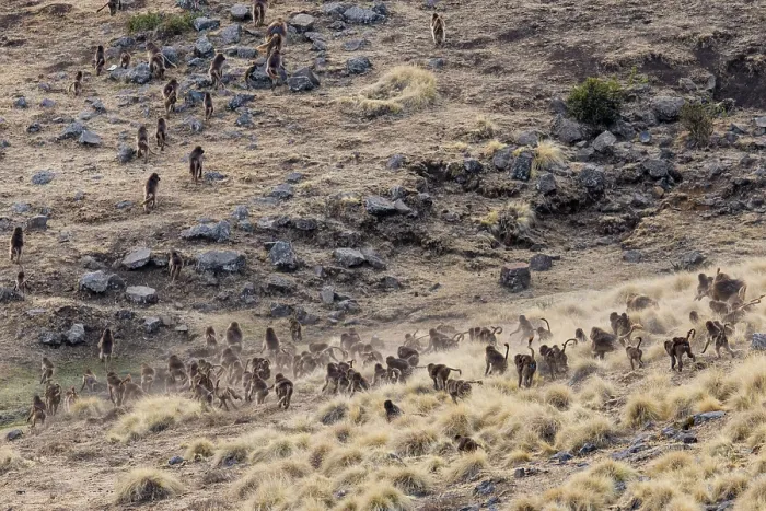 Framed Print : Gelada baboons (Theropithecus gelada) troop walking across grassland, Simien Mountains National Park, Ethiopia Framed Print : Gelada baboons (Theropithecus gelada) troop walking across grassland, Simien Mountains National Park, Ethiopia