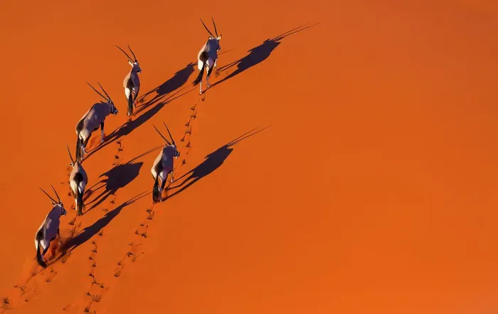 Framed Print : Gemsbok (Oryx gazella) aerial view of herd on sand, Namib Desert, Namibia Framed Print : Gemsbok (Oryx gazella) aerial view of herd on sand, Namib Desert, Namibia