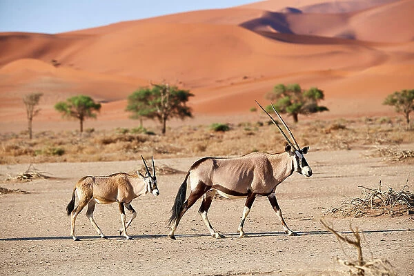 Gemsbok (Oryx gazella) female and calf walking past sand dune, Sossusvlei UNESCO World Heritage Site, Namib desert, Namib-Naukluft National Park, Namibia