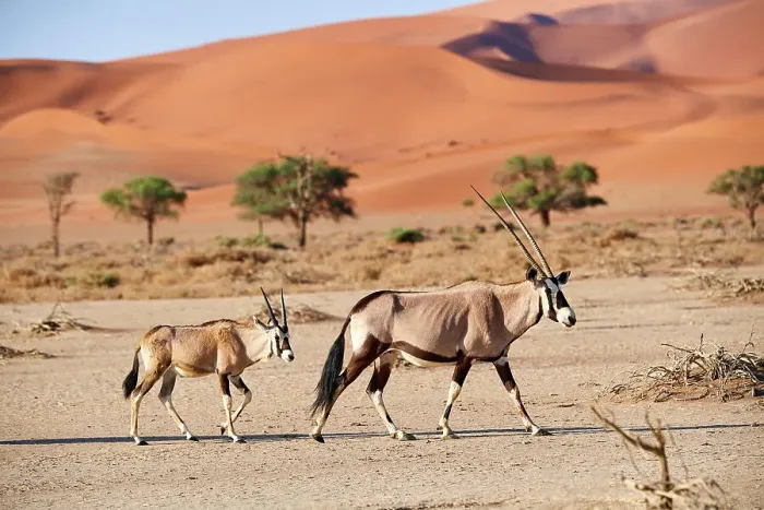 Framed Print : Gemsbok (Oryx gazella) female and calf walking past sand dune, Sossusvlei UNESCO World Heritage Site, Namib desert, Namib-Naukluft National Park, Namibia Framed Print : Gemsbok (Oryx gazella) female and calf walking past sand dune, Sossusvlei UNESCO World Heritage Site, Namib desert, Namib-Naukluft National Park, Namibia