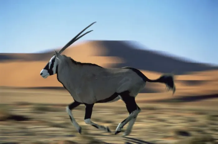 Framed Print : Gemsbok (Oryx gazella gazella) running in the Namib desert, Africa (digitally enhanced) Framed Print : Gemsbok (Oryx gazella gazella) running in the Namib desert, Africa (digitally enhanced)