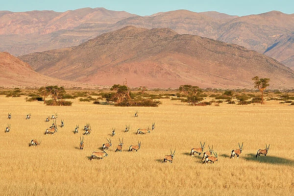 Gemsbok (Oryx gazella) herd in desert after the wet season with Naukluft Mountains in the background, Namib-Naukluft National Park, Namibia