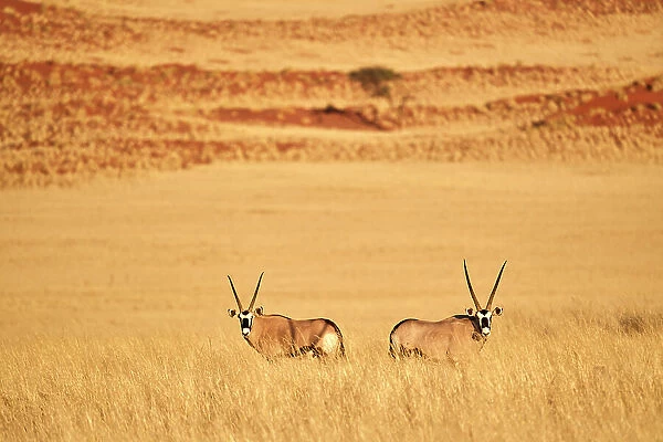 Gemsbok (Oryx gazella) pair standing in grass after wet season in desert, Namib-Naukluft National Park, Namibia