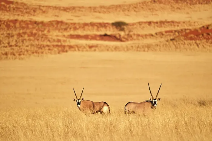 Framed Print : Gemsbok (Oryx gazella) pair standing in grass after wet season in desert, Namib-Naukluft National Park, Namibia Framed Print : Gemsbok (Oryx gazella) pair standing in grass after wet season in desert, Namib-Naukluft National Park, Namibia