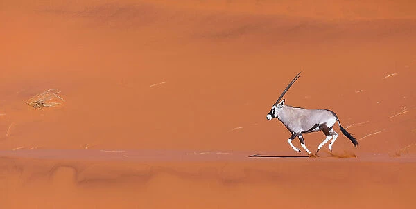 Gemsbok (Oryx gazella) running in sand dunes, Namib Desert, Namibia