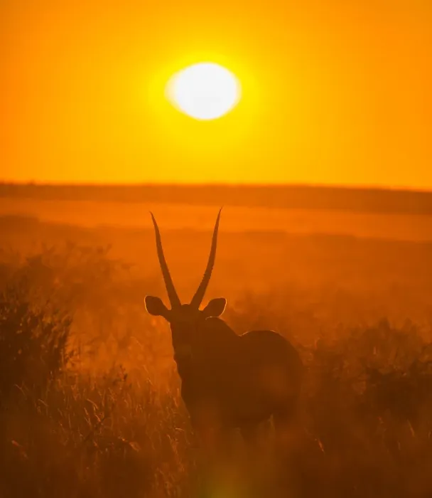 Framed Print : Gemsbok (Oryx gazella) silhouetted at dawn, Kalahari Desert, Botswana Framed Print : Gemsbok (Oryx gazella) silhouetted at dawn, Kalahari Desert, Botswana