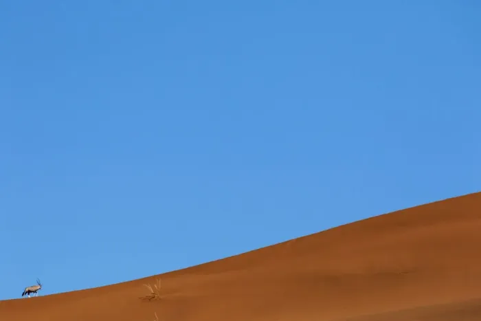Framed Print : Gemsbok / South African oryx (Oryx gazella) on sand dune, Namib Desert, Sossusvlei Framed Print : Gemsbok / South African oryx (Oryx gazella) on sand dune, Namib Desert, Sossusvlei