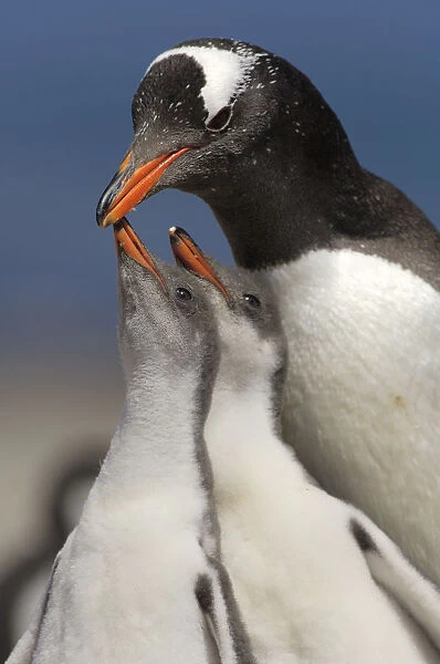 Gentoo Penguin chicks (2-week) {Pygoscelis papua} begging parent for food, Falkland