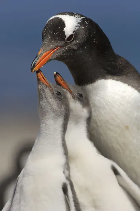 Framed Print : Gentoo Penguin chicks (2-week) {Pygoscelis papua} begging parent for food, Falkland